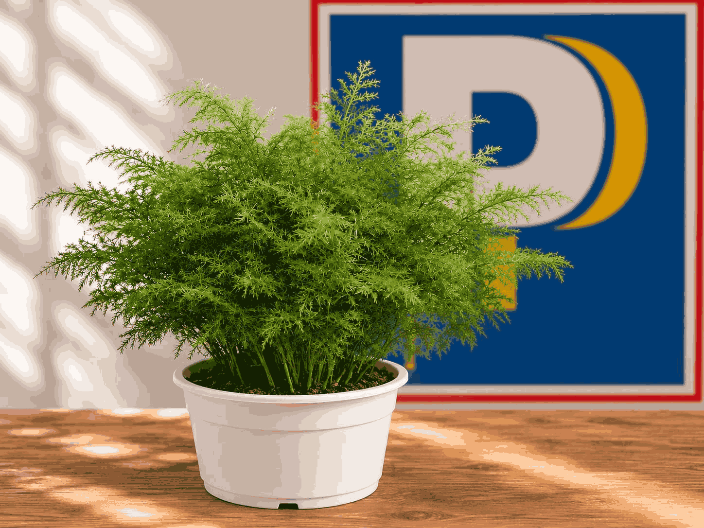 Planta Helecho espárrago de la iniciativa Lince Verde de Luis Alonzo