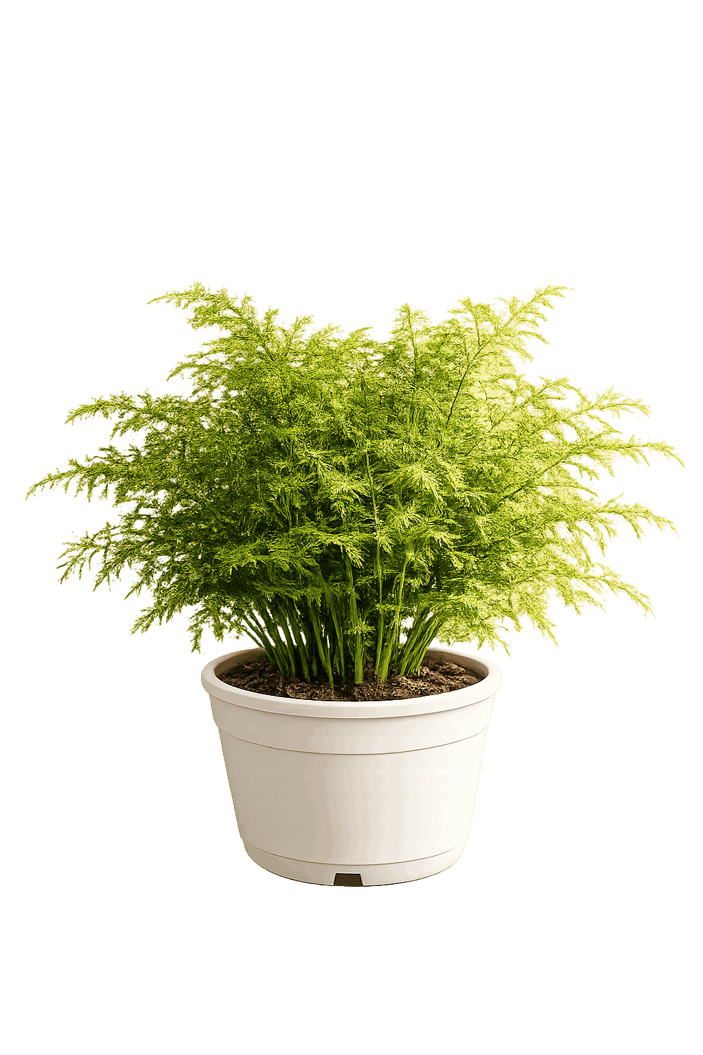 Planta Helecho espárrago