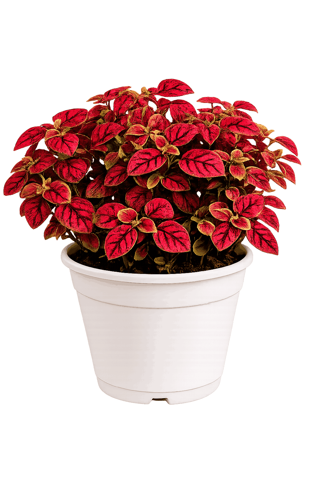 Planta Mariposa