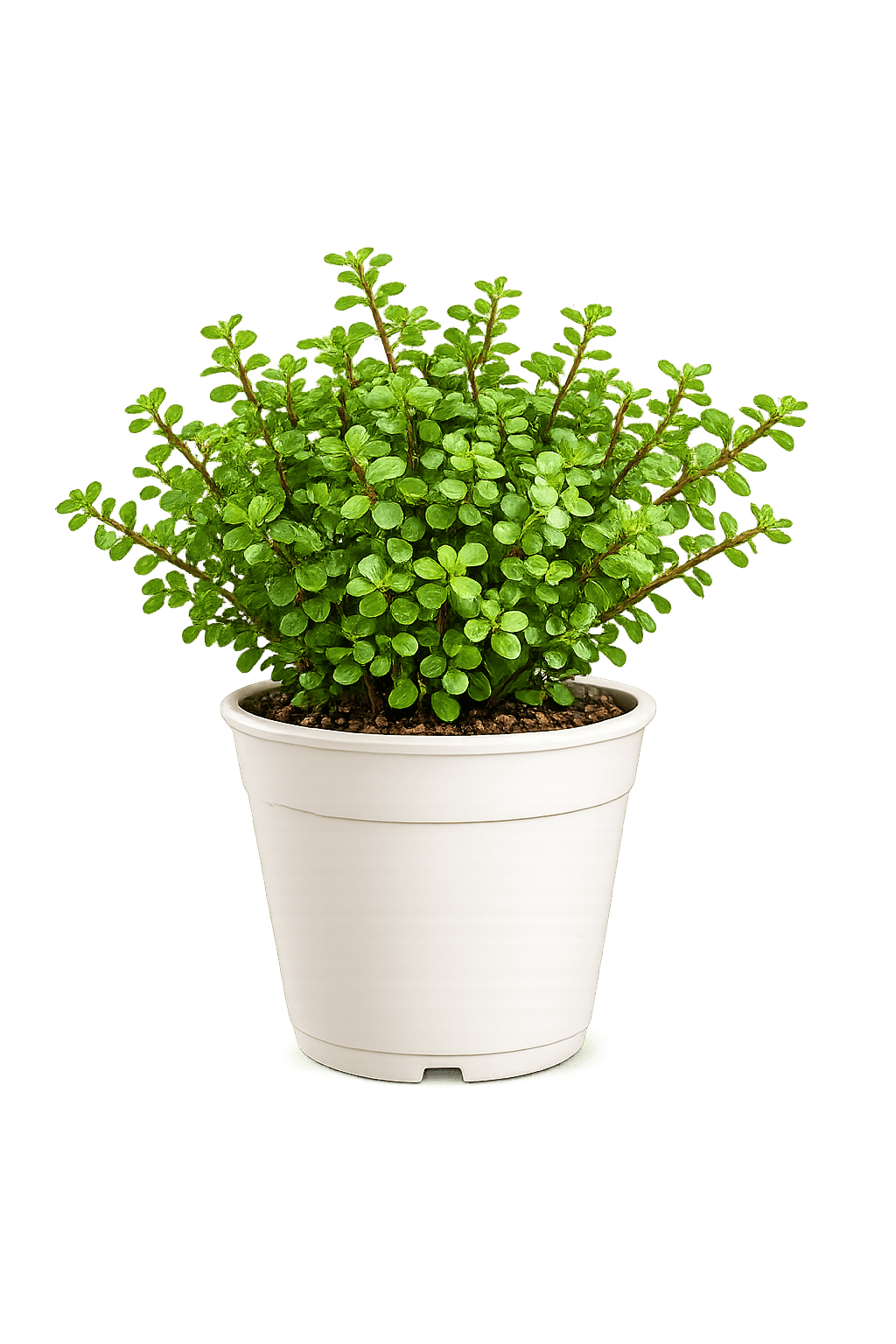 Planta Monedita