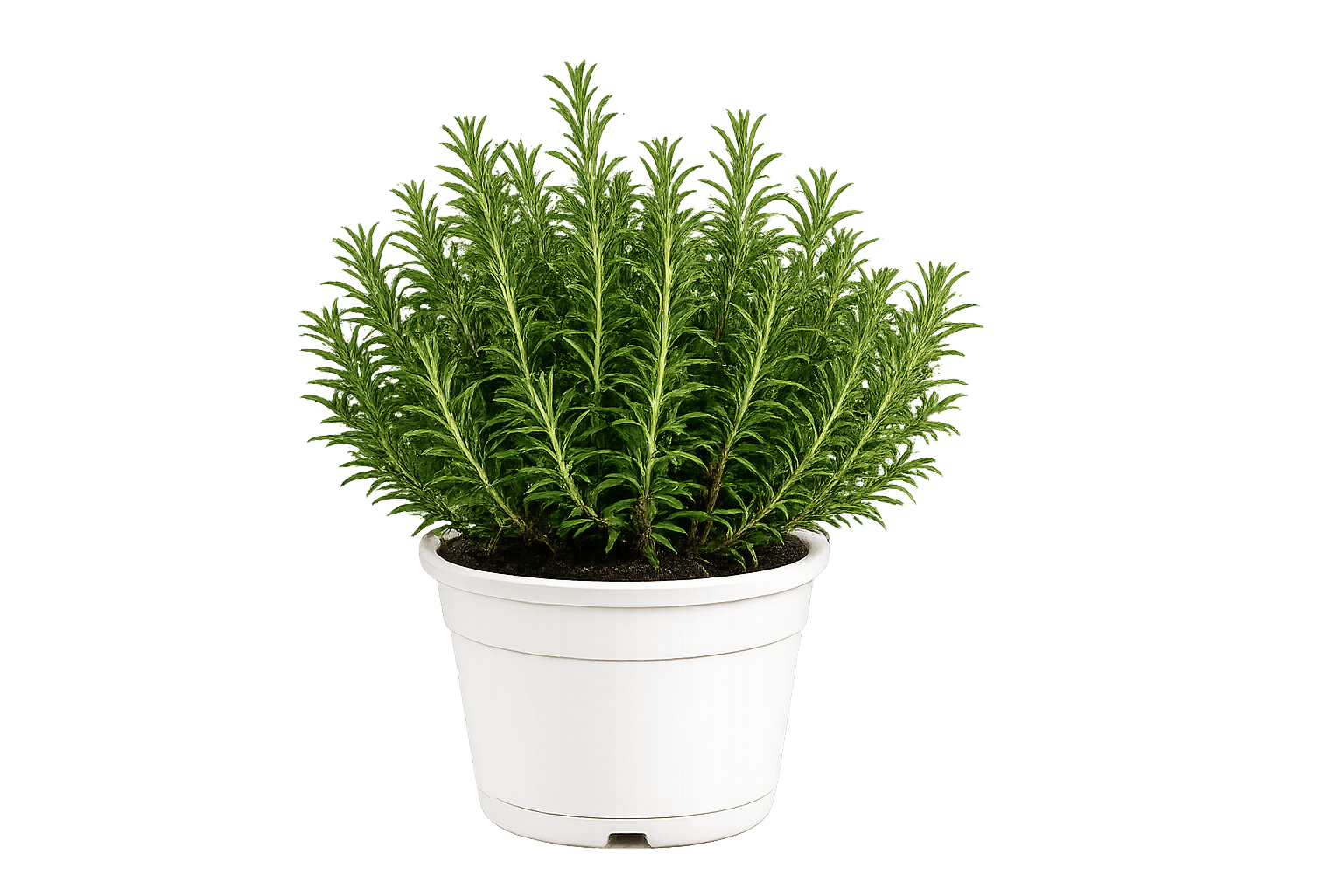 Planta Romero