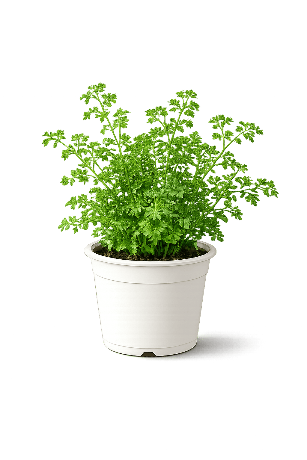 Planta Ruda