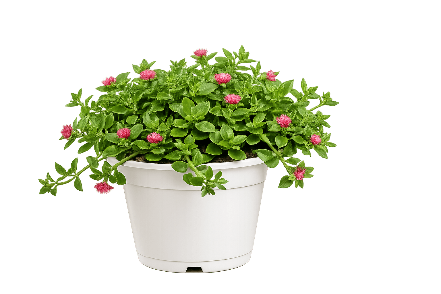 Planta Señoritas